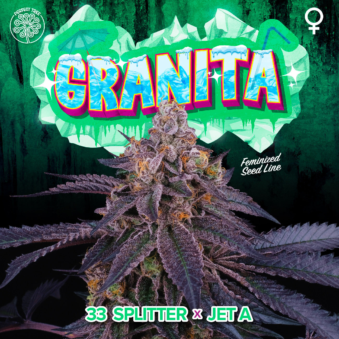 Perfect Tree Seeds Granita Feminisiert 6 Stk