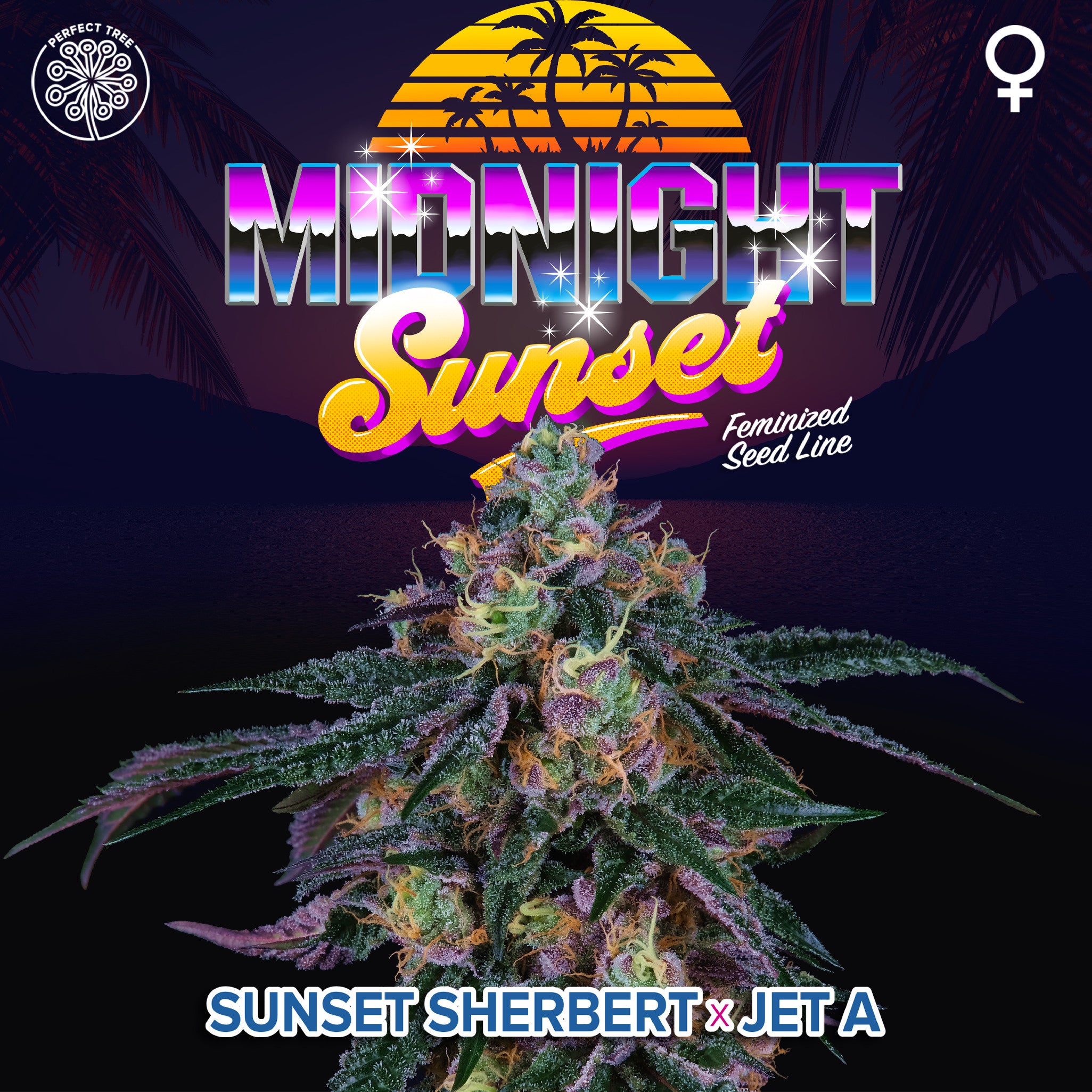 Perfect Tree Seeds Midnight Sunset Feminisiert 6 Stk