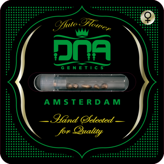 DNA Genetics El Fuego Feminisiert