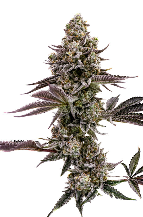 Humboldt Seed Company, Blueberry Cupcake, Feminisiert