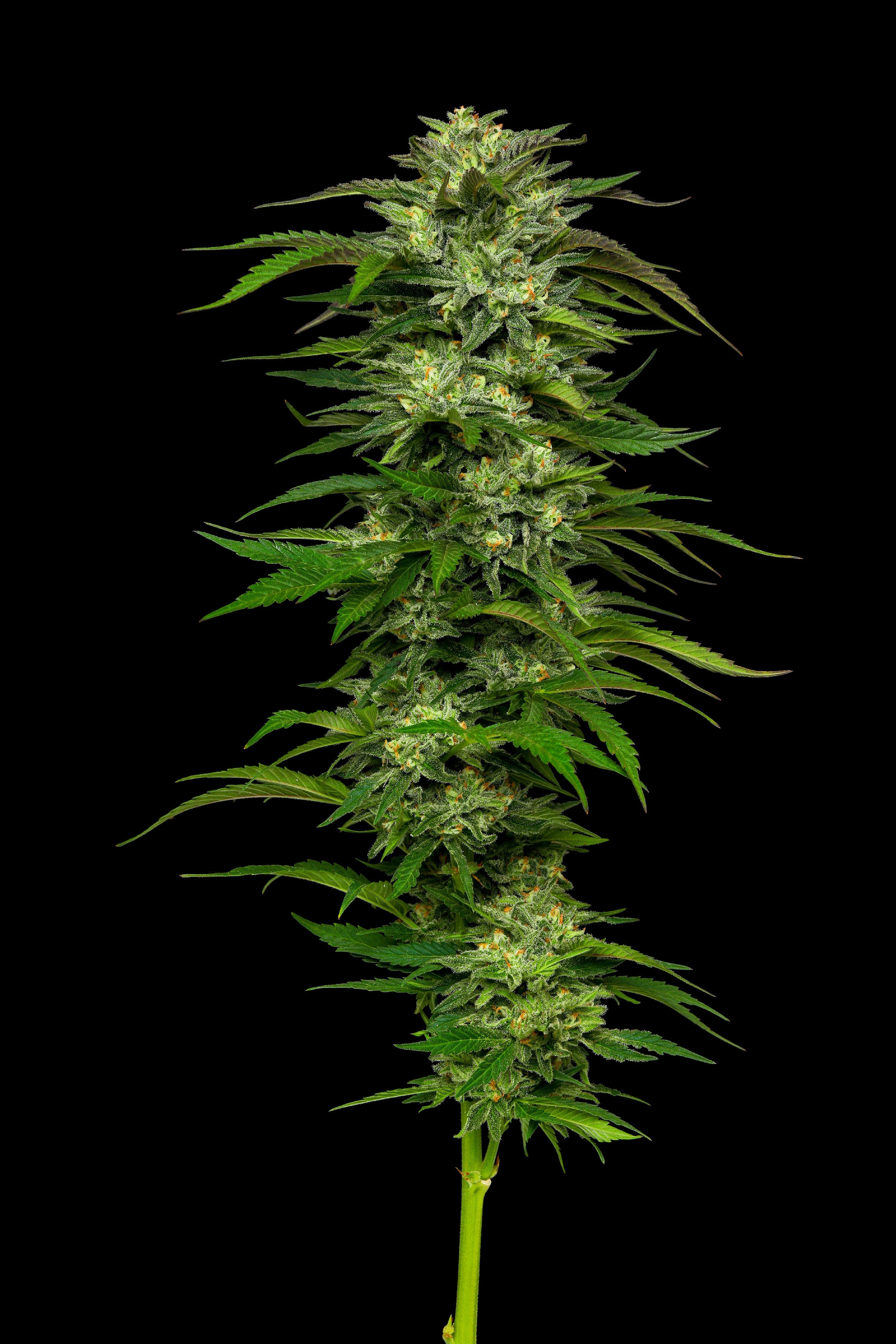 Humboldt Seed Company, Dream Queen, Regular 10 Stk