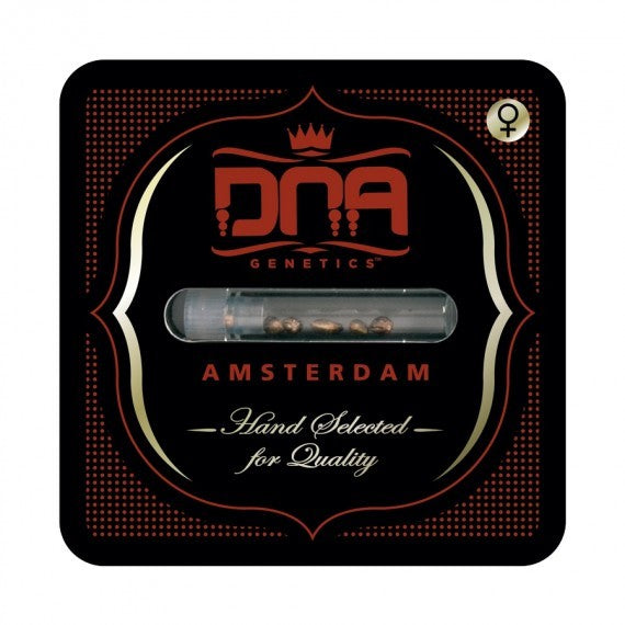 DNA Genetics Sorbet Dreams Feminisiert