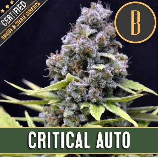 Blimburn Seeds Critical Auto Feminisierte Autoflower