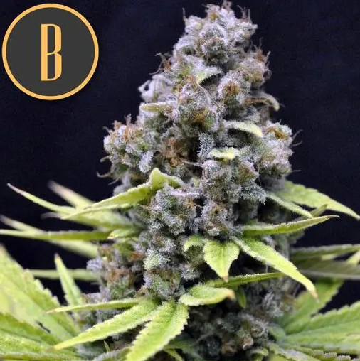 Blimburn Seeds Critical Auto Feminisierte Autoflower