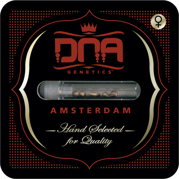 DNA Genetics Sour Kush Feminisiert