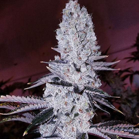 Ethos Genetics, Original Mandarin Cookies, Feminisiert