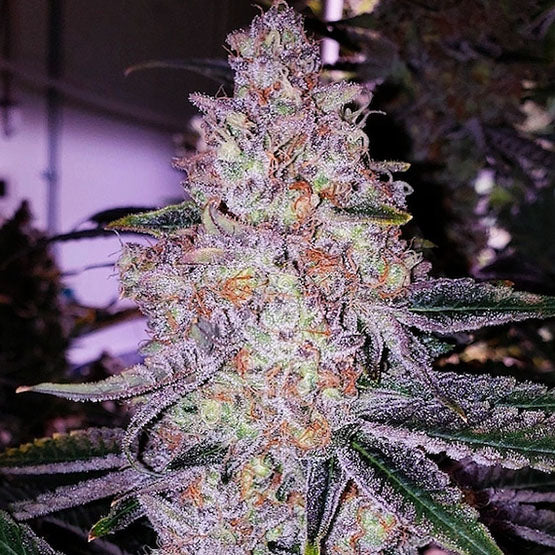 Ethos Genetics, Planet of the Grapes Rbx, Feminisiert