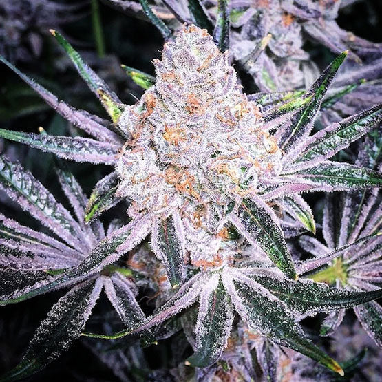 Ethos Genetics, Purple Sunset Rbx2, Feminisiert