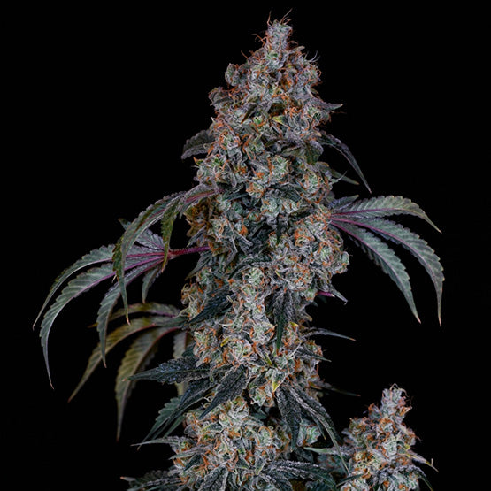 Ethos Genetics, Thug Roze R1, Feminisiert 5 Stk