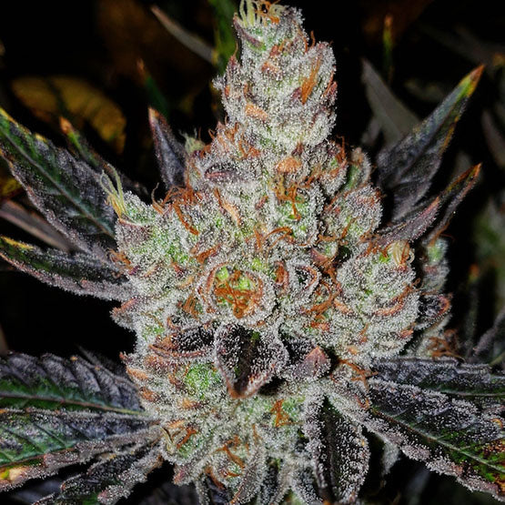 Ethos Genetics, 10th Planet R1, Feminisiert
