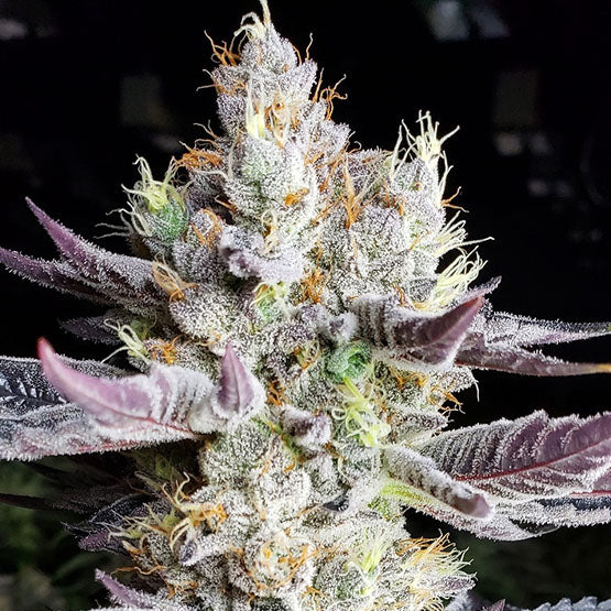 Ethos Genetics, Booberry Cookies Rbx, Feminisiert