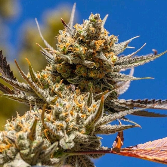 Ethos Genetics, Lemon Berry Candy OG R2, Feminisiert 5Stk