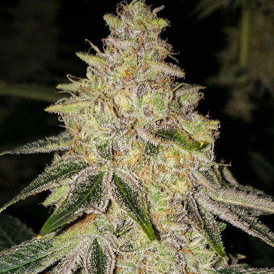 Ethos Genetics, Mac N Jack R1, feminisiert