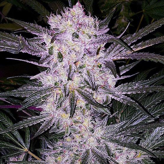 Ethos Genetics, Lilac Cookies Bx2, Regular, 17 Stk