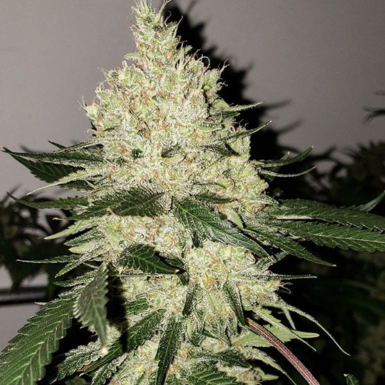 Ethos Genetics, Lilac Diesel Bx4, Regular, 17 Stk