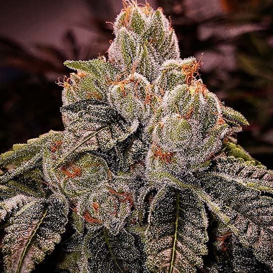 Ethos Genetics, OGDLUX Bx3, Regular, 17 Stk