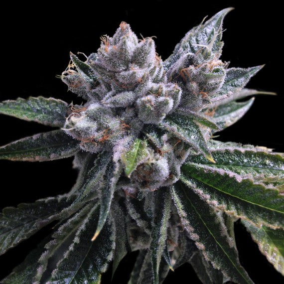 DNA Genetics El Fuego Feminisiert