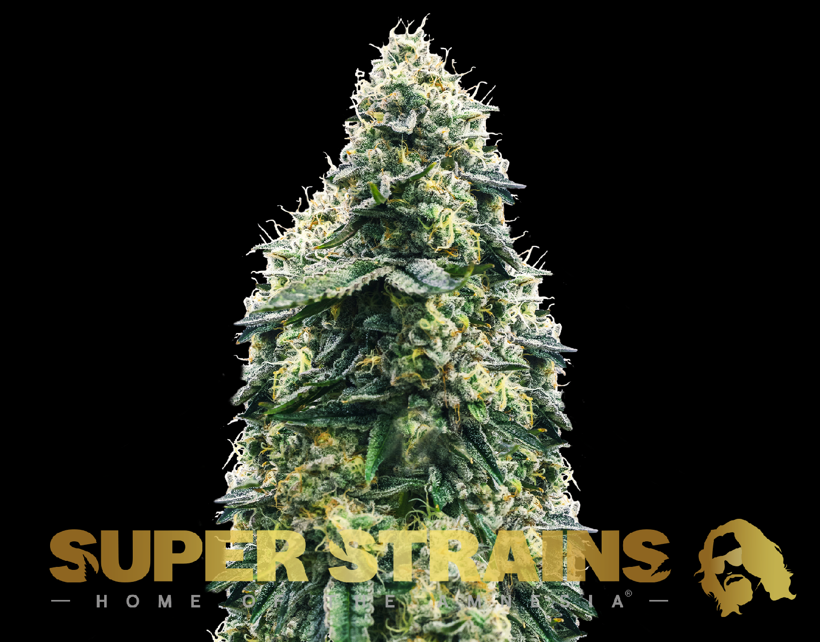 Super Strains La Cucaracha Feminisierte Sorten