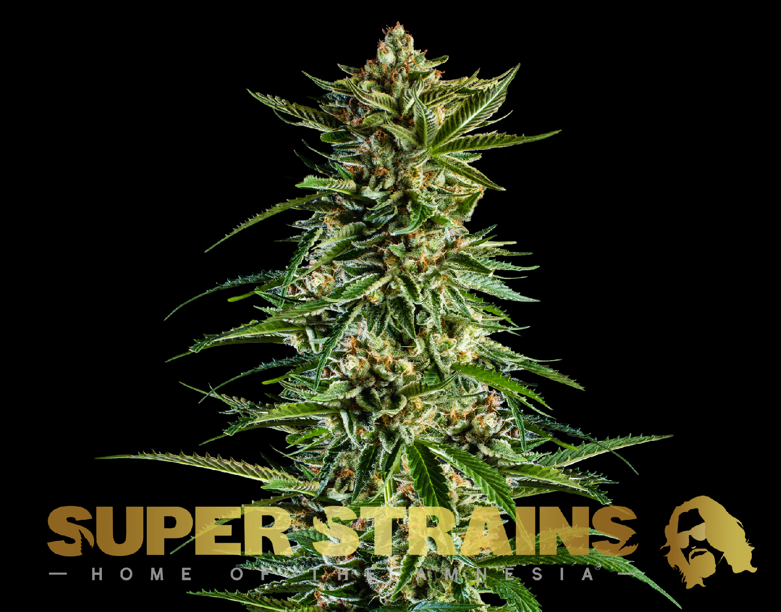 Super Strains 7th Wave feminisierte Sorten