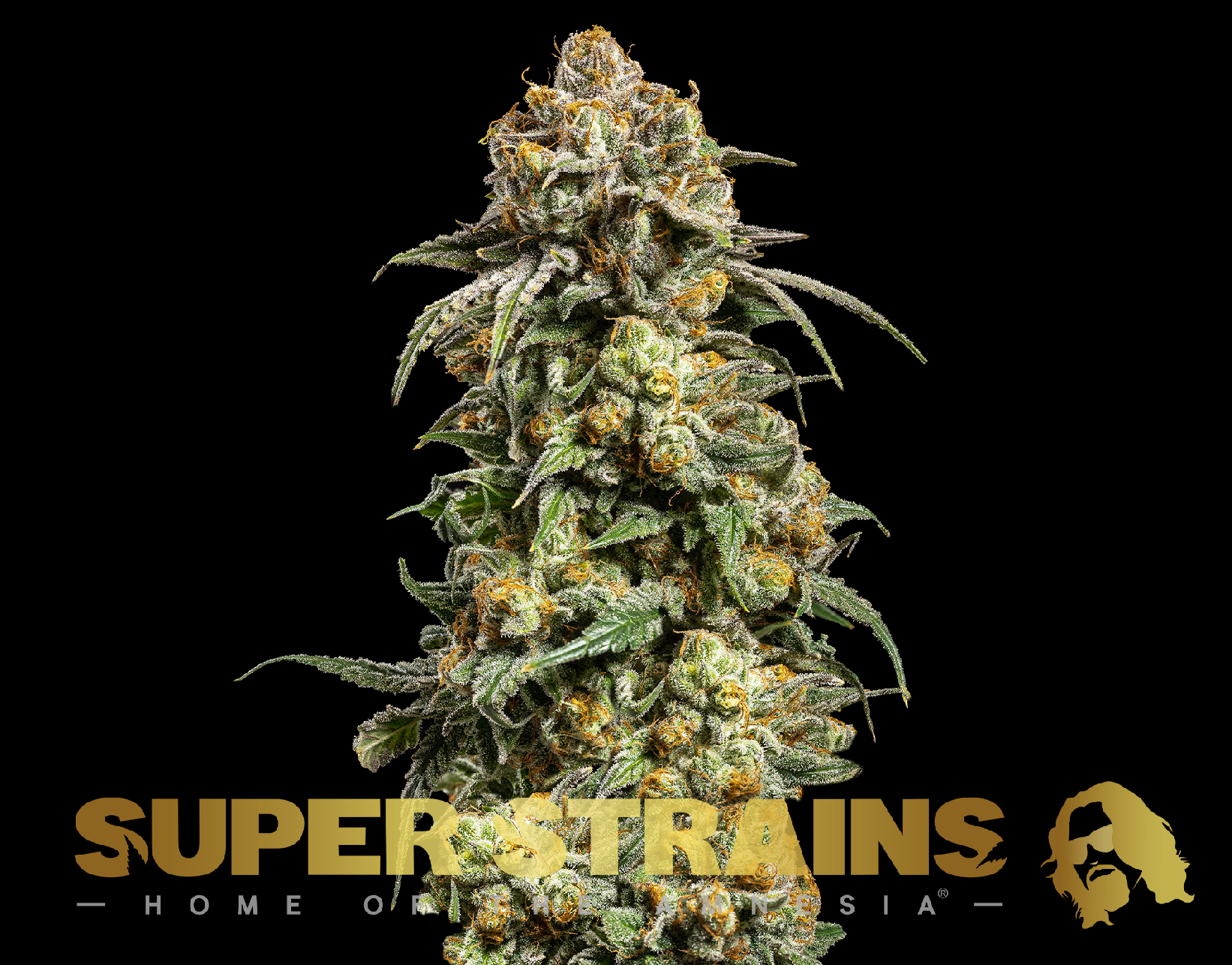 Super Strains Cookies Krush Feminisierte Sorten