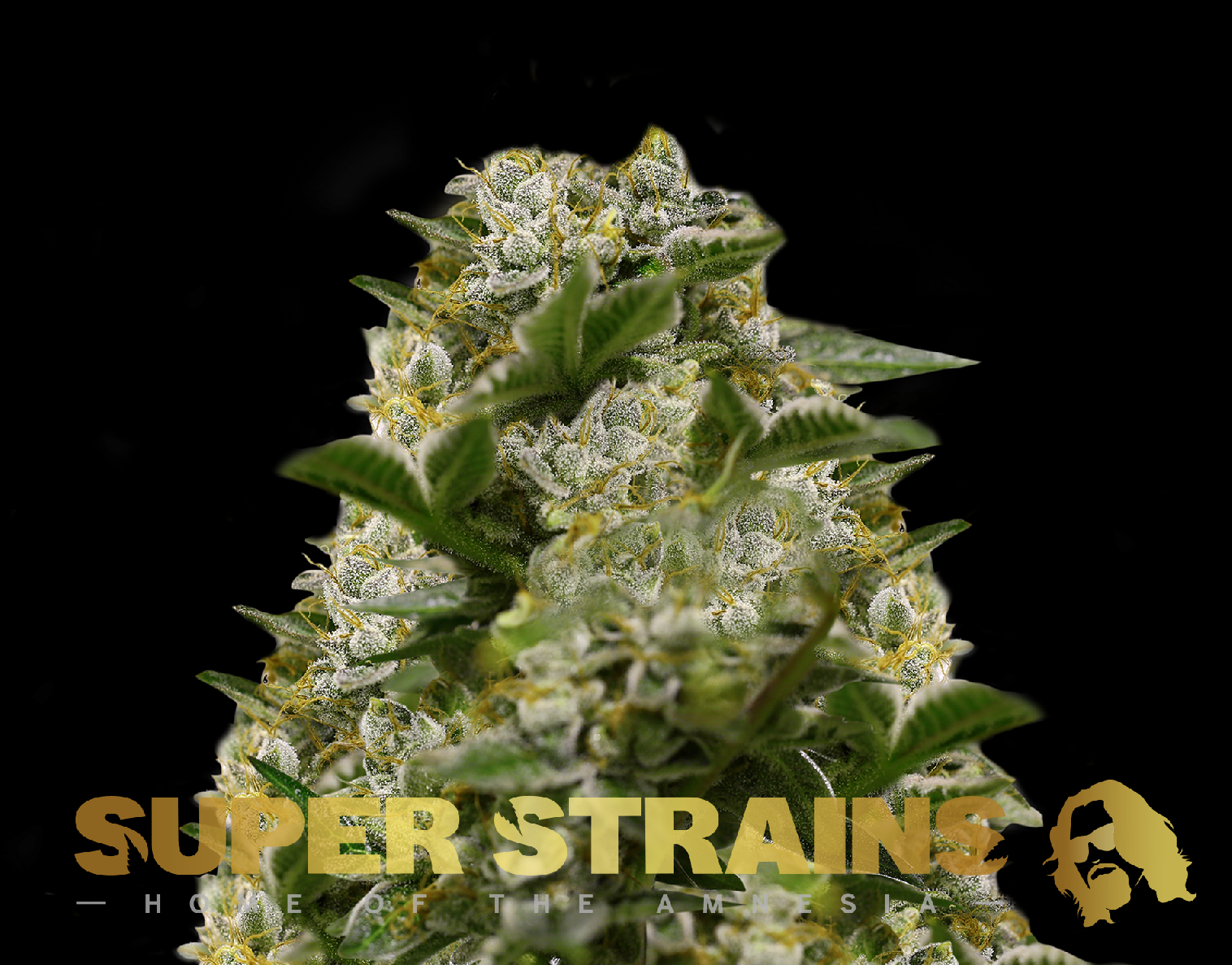 Super Strains Ibiza Farmers feminisierte Sorten