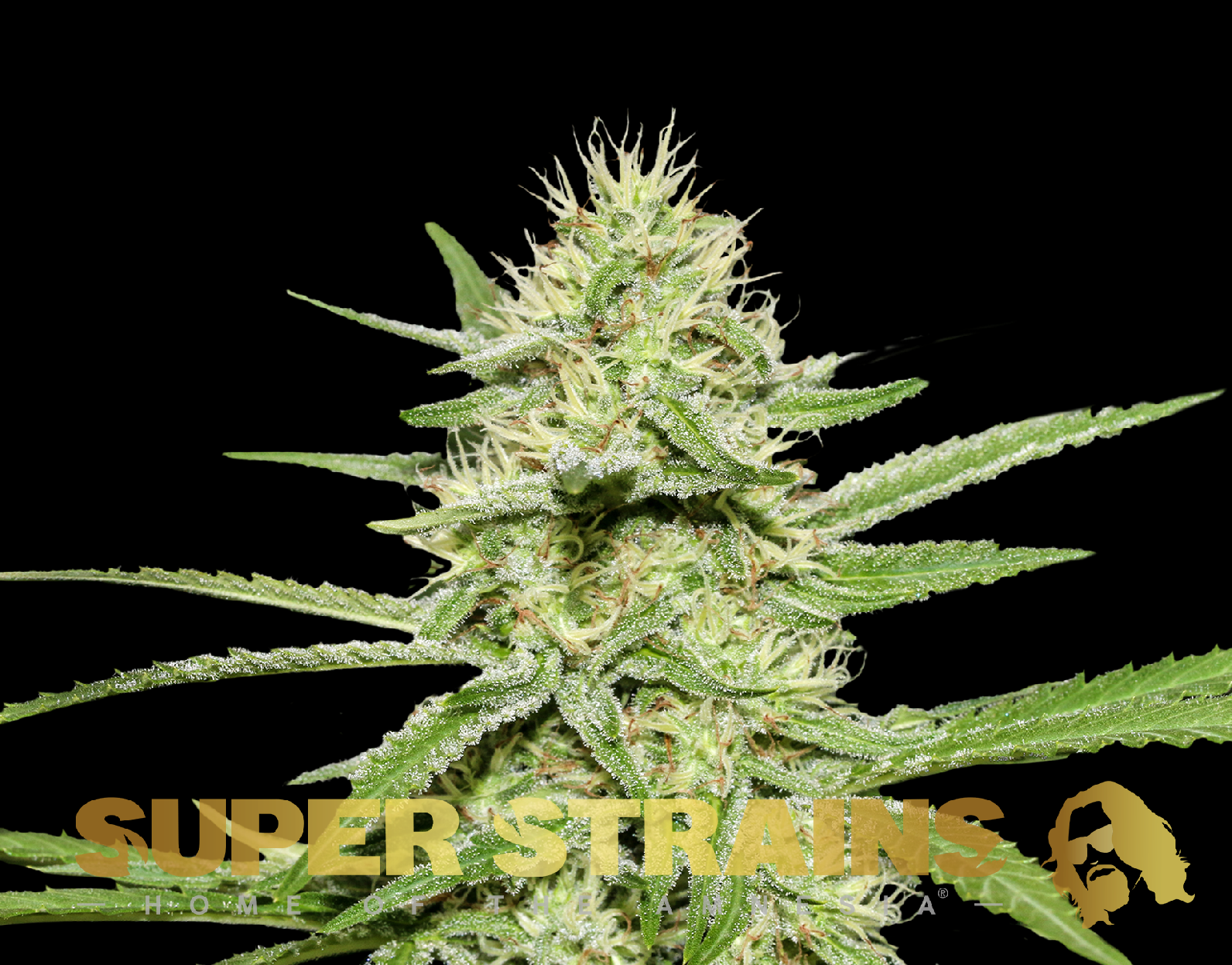 Super Strains Enemys Dream feminisierte Sorten