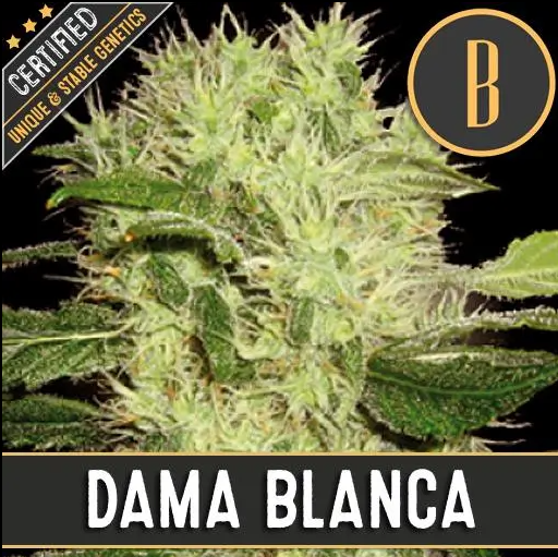 Blimburn Seeds Dama Blanca Feminisiert