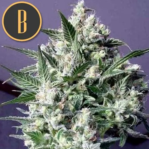 Blimburn Seeds Dama Blanca Feminisiert