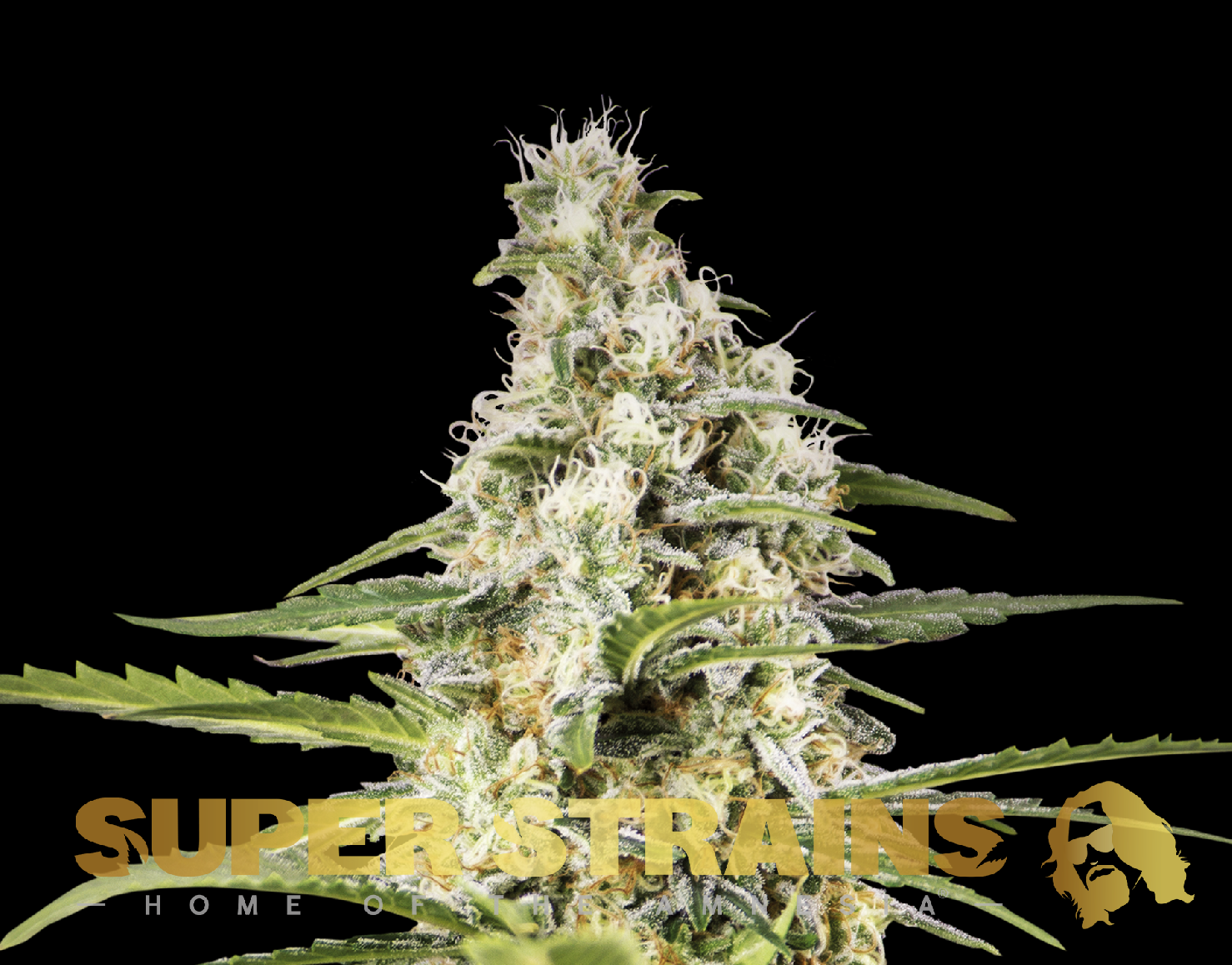 Super Strains Girl Scout Cookies Feminisierte Sorten