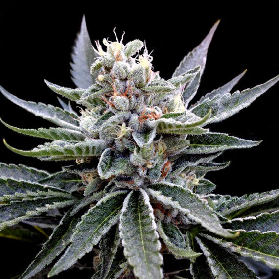 DNA Genetics Florida Gold Feminisiert