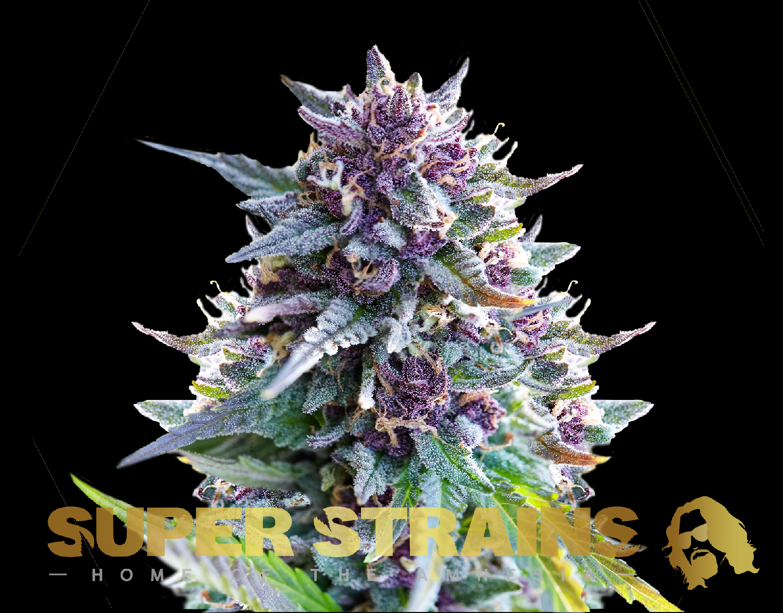 Super Strains Purple Punch Feminisierte Sorten