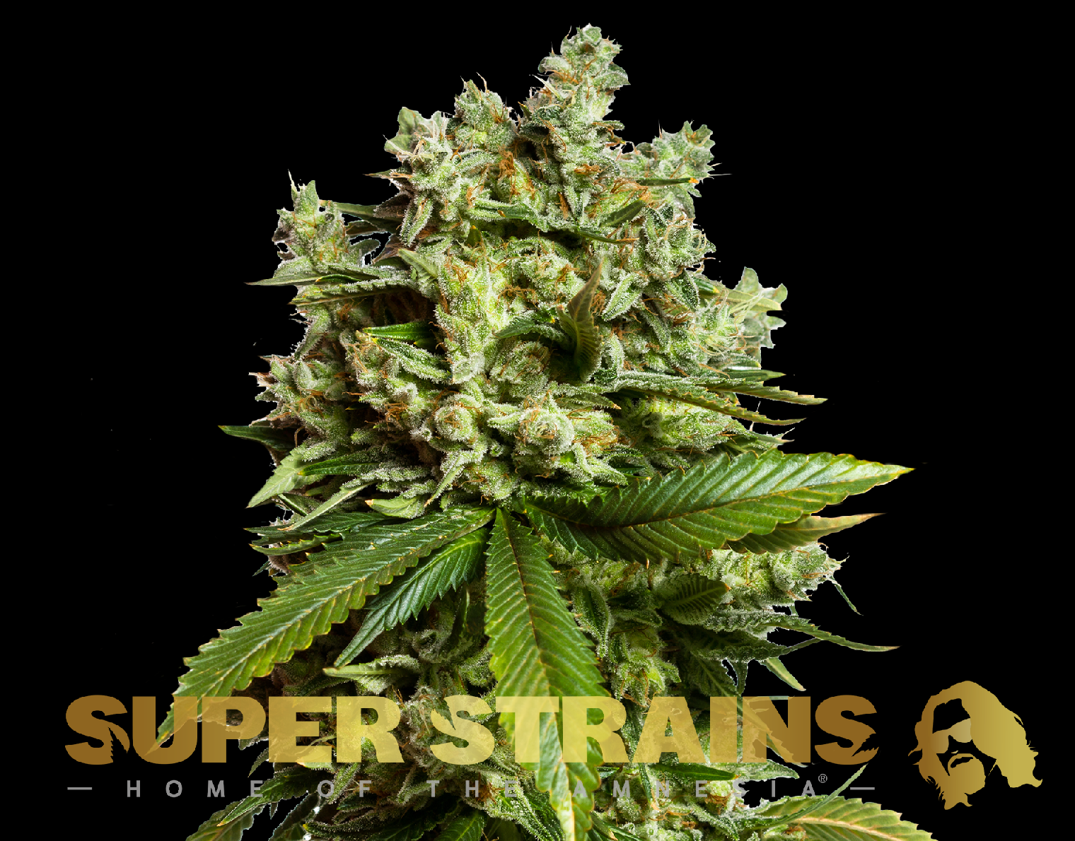 Super Strains Gorilla Glue GG4 Feminisierte Sorten