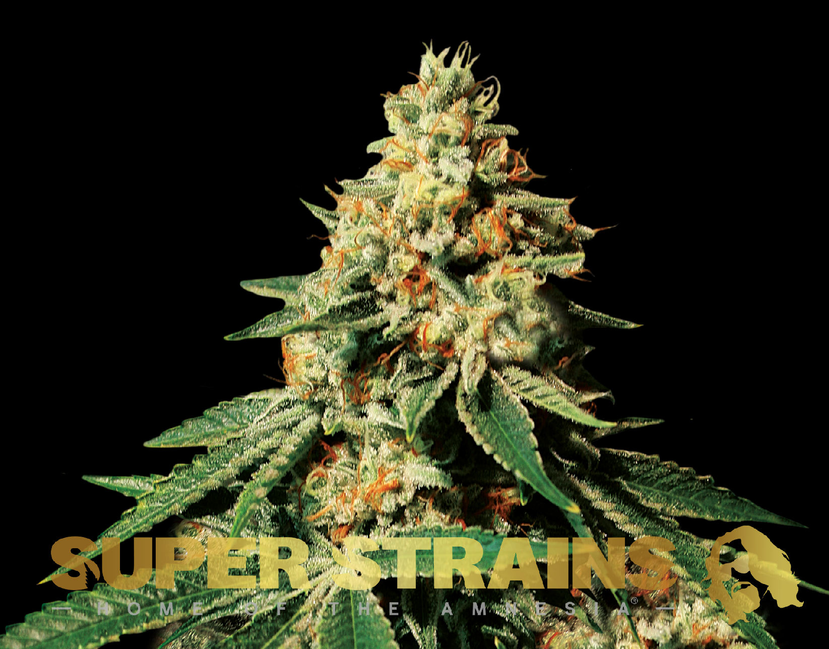 Super Strains Zkittlez Feminisierte Sorten