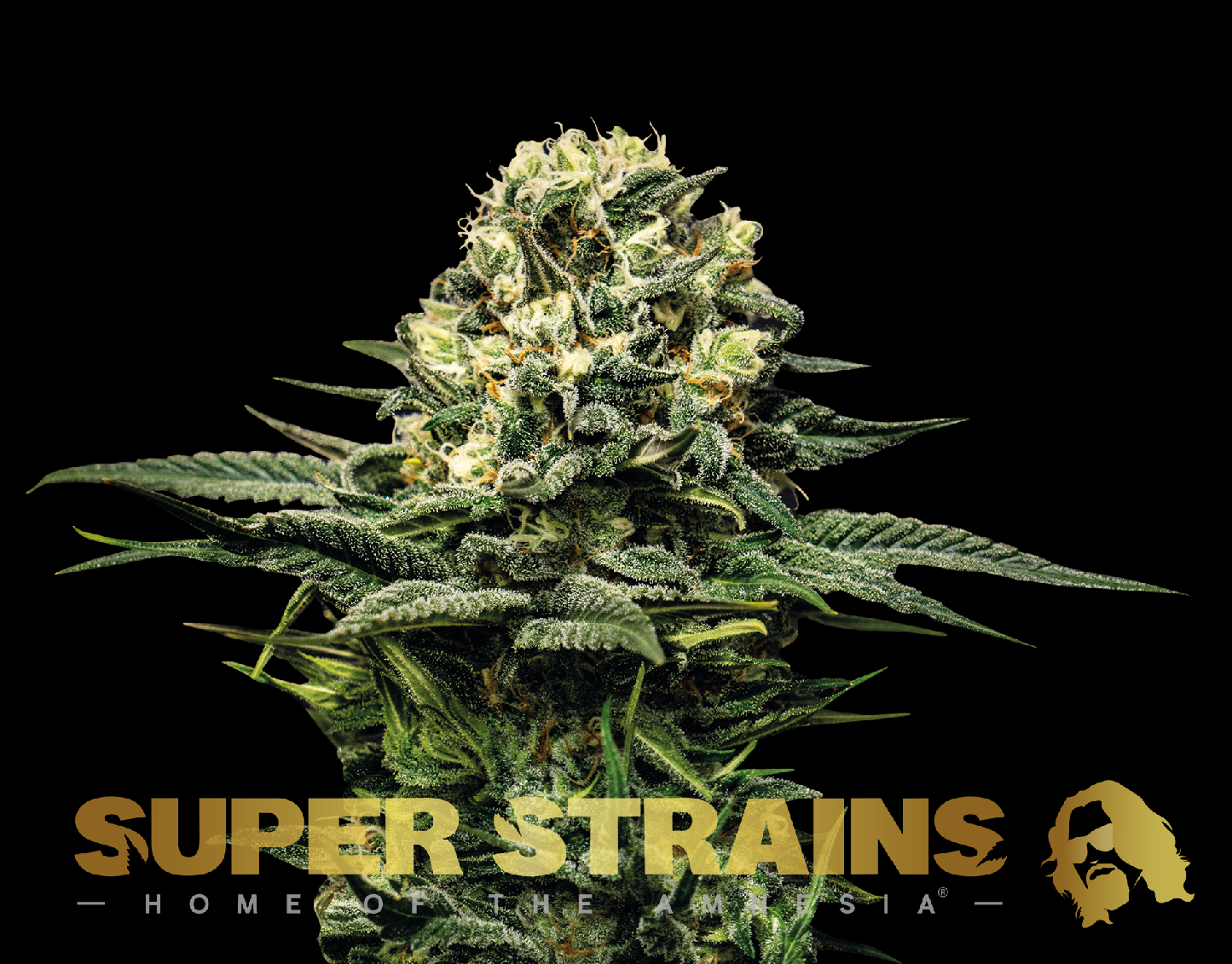 Super Strains Wedding Cake Feminisierte Sorten