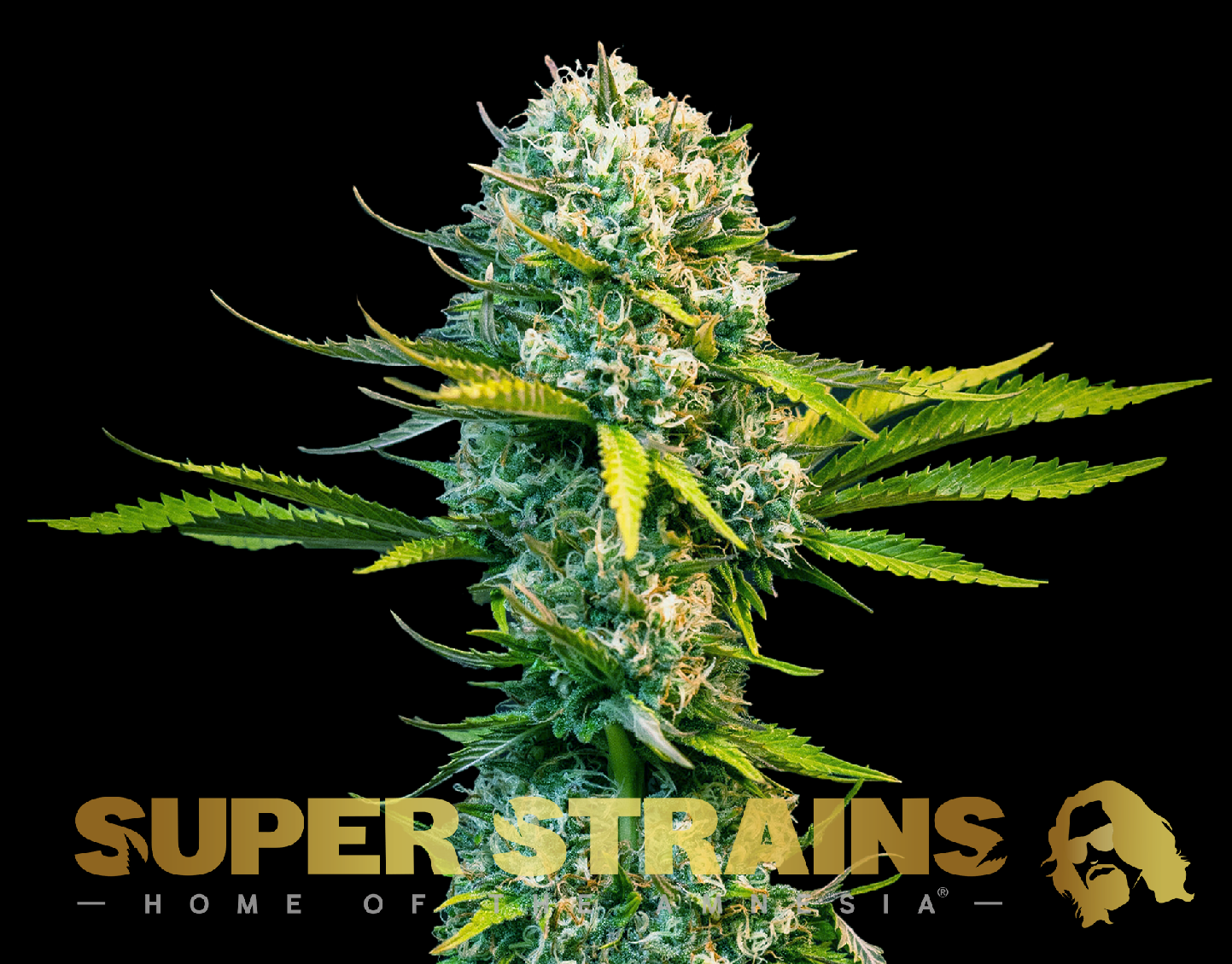 Super Strains Next of Kin feminisierte Sorten