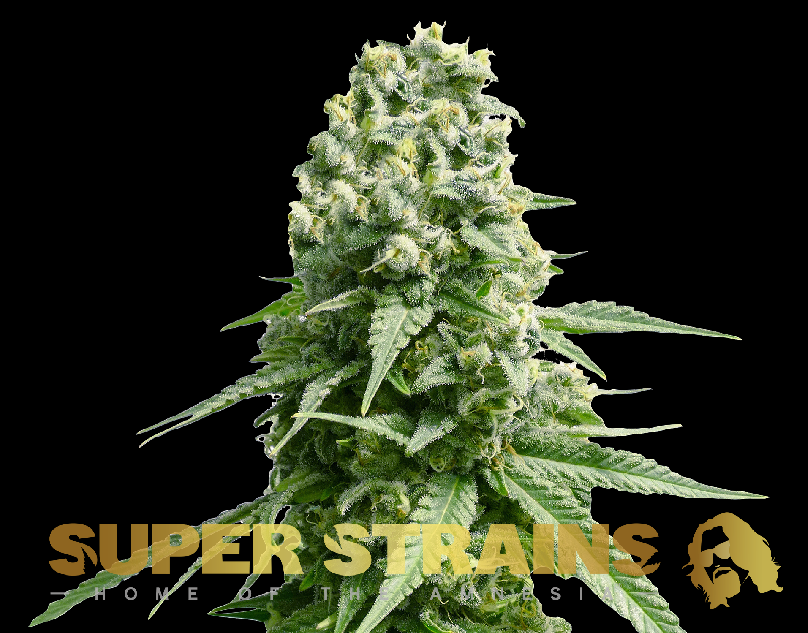 Super Strains Amnesia feminisierte Sorten