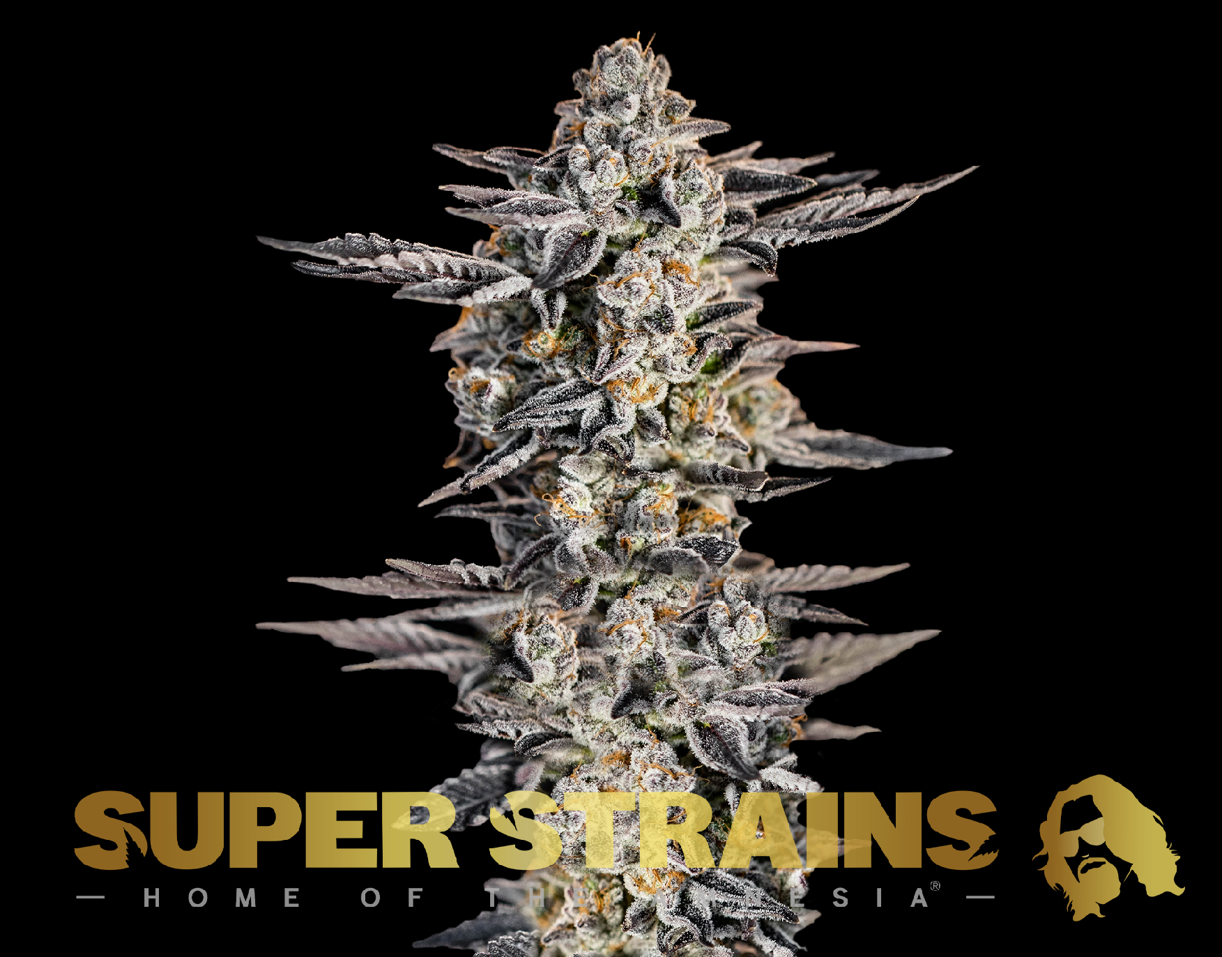 Super Strains Gelato feminisierte Sorten