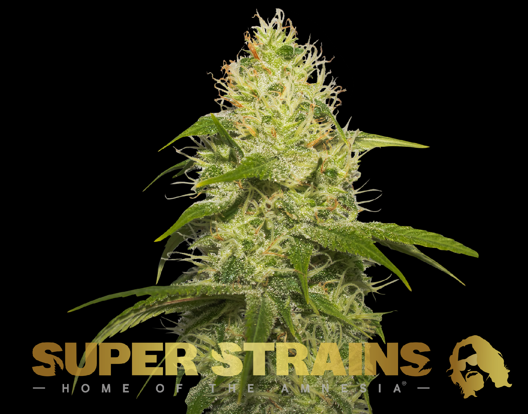 Super Strains La Jefa Feminisierte Sorten