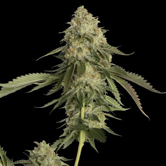 DNA Genetics Golden Berry Feminisiert