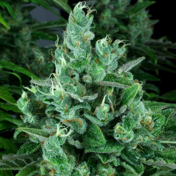 DNA Genetics Kandy Kush Feminisiert