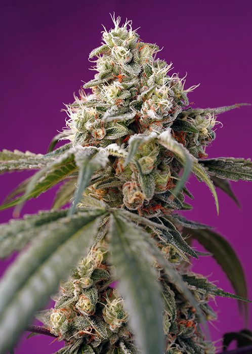 Sweet Seeds Auto Bruce Banner Autoflower Feminisiert